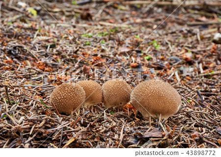 Lycoperdon nigrescens in the natural environment. 43898772