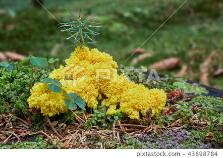 Fuligo septica. Fungus in the natural environment. Fuligo septica. Fungus in the natural environment. 43898784