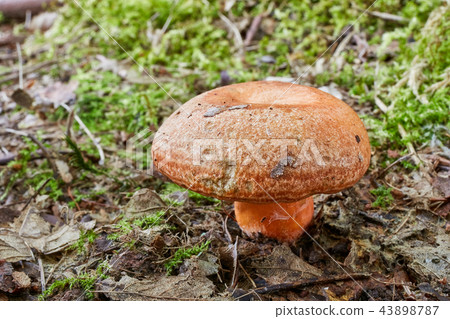 Lactarius deliciosus in the natural environment. 43898787