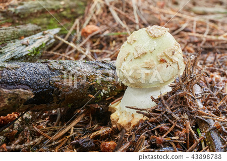 Amanita citrina.Fungus in the natural environment. 43898788