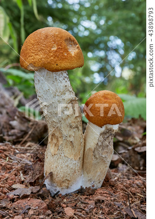Leccinum aurantiacum in the natural environment. 43898793