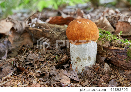 Leccinum aurantiacum in the natural environment. 43898795