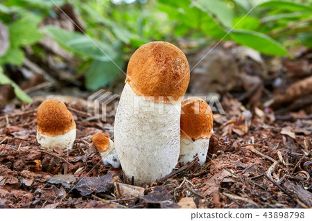 Leccinum aurantiacum in the natural environment. Leccinum aurantiacum in the natural environment. 43898798