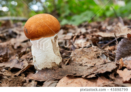 Leccinum aurantiacum in the natural environment. 43898799
