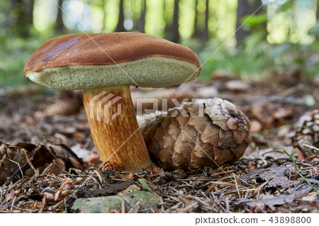 Imleria badia. Fungus in the natural environment. 43898800