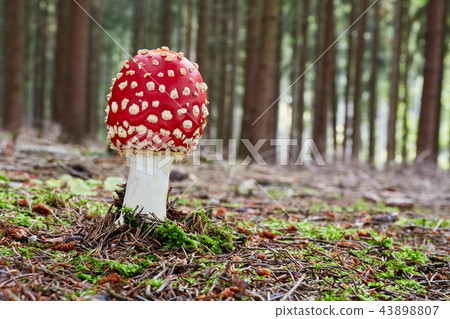 Amanita muscaria in the natural environment. 43898807