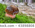 Neoboletus luridiformis in the natural environment 43898808