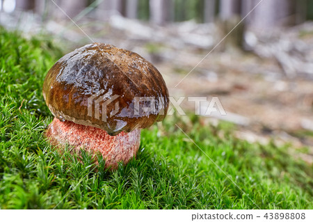 Neoboletus luridiformis in the natural environment 43898808