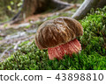 Neoboletus luridiformis in the natural environment 43898810