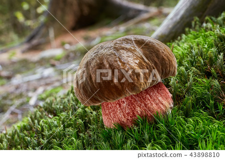Neoboletus luridiformis in the natural environment 43898810