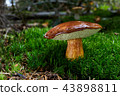 Imleria badia. Fungus in the natural environment. 43898811