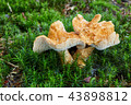 Hydnum repandum. Fungus in the natural environment 43898812