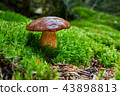 Imleria badia. Fungus in the natural environment. 43898813