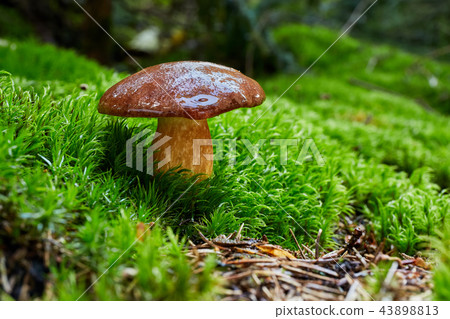 Imleria badia. Fungus in the natural environment. 43898813