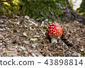 Amanita muscaria in the natural environment. 43898814