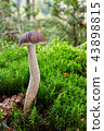 Fungus Leccinum cyaneobasileucum 43898815