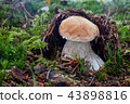 Boletus edulis. Fungus in the natural environment. 43898816
