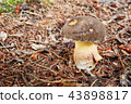 Xerocomellus chrysenteron, fungus 43898817