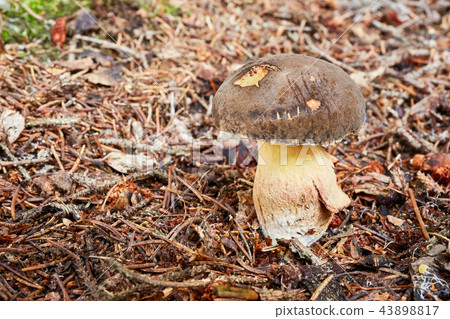 Xerocomellus chrysenteron, fungus Xerocomellus chrysenteron, fungus 43898817