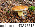 Imleria badia. Fungus in the natural environment. 43898818