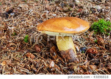 Imleria badia. Fungus in the natural environment. Imleria badia. Fungus in the natural environment. 43898818