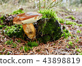 Imleria badia. Fungus in the natural environment. 43898819