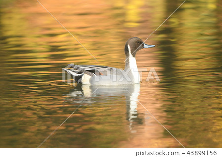 Brown duck swimming in the pond of autumn leaves 43899156