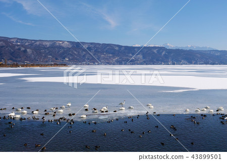 【長野縣】在“Okami Pass”出現時被凍結的Su訪湖的風景 43899501