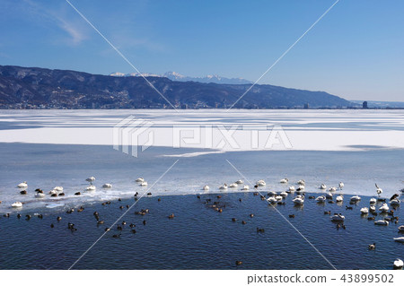 【長野縣】在“Okami Pass”出現時被凍結的Su訪湖的風景 【長野縣】在“Okami Pass”出現時被凍結的Su訪湖的風景 43899502