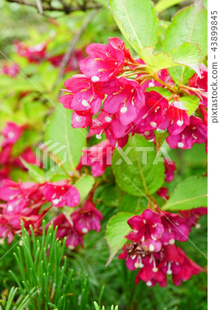 Beniutsugi after the rain is beautiful 43899845