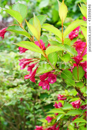 Beniutsugi after the rain is beautiful 43899846