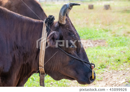 Tajima beef 1 43899926