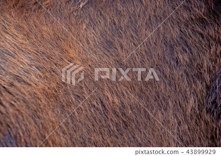 Tajima cow's coat of hair 43899929