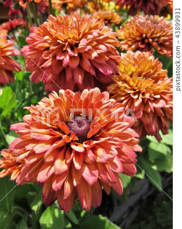 Rudbeckia Sahara Rudbeckia Sahara 43899931