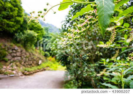 Taiwan, Taichung Xinshe, Muxinquan, Lavender Garden, Travel 43900207