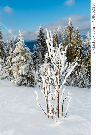 Winter mountain snowy landscape 43900289