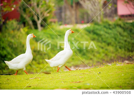 Focus a elegant white gooses walking 43900508