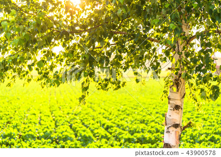 "Hokkaido" Hakuho to spend the evening sun 43900578