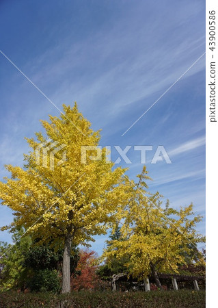 Ginkgo biloba 43900586