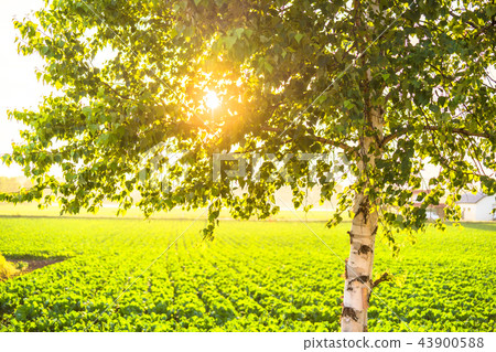 "Hokkaido" Hakuho to spend the evening sun "Hokkaido" Hakuho to spend the evening sun 43900588