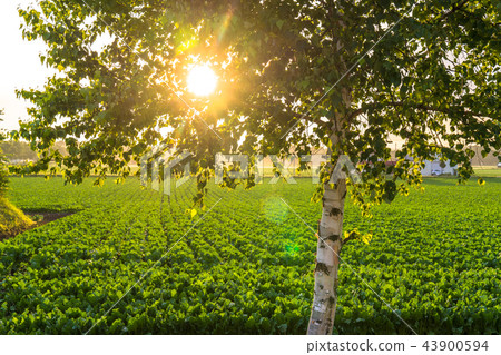 "Hokkaido" Hakuho to spend the evening sun 43900594