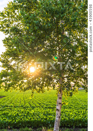 "Hokkaido" Hakuho to spend the evening sun "Hokkaido" Hakuho to spend the evening sun 43900598