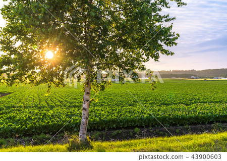 "Hokkaido" Hakuho to spend the evening sun 43900603