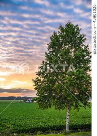 "Hokkaido" Mihoro town, idyllic countryside 43901026