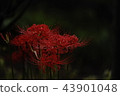 Cluster amaryllis 43901048