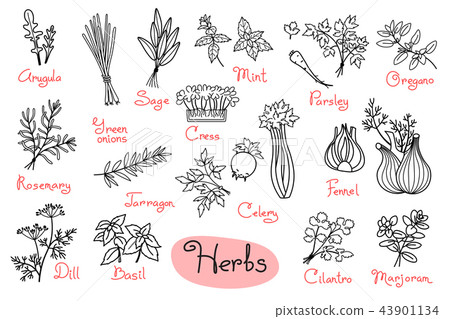 Set drawings of herbs used in cooking for design menus, recipes and packages product Set drawings of herbs used in cooking for design menus, recipes and packages product 43901134