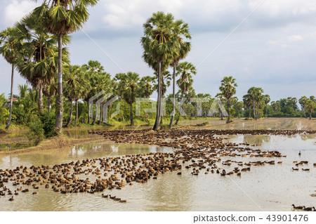 Thai countryside landscape paddy field and sugar dumplings Thai countryside landscape paddy field and sugar dumplings 43901476