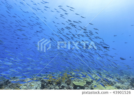 帕勞潛水Gurukun牧群 43901526