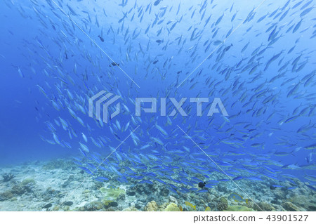 Palau Diving Gurukun Herd 43901527