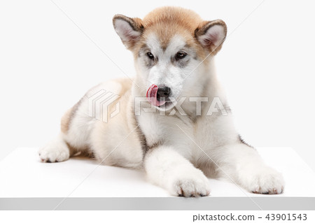 Husky malamute puppy lying, panting, isolated on white Husky malamute puppy lying, panting, isolated on white 43901543